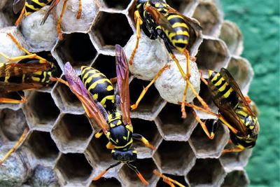 Close-up of bee