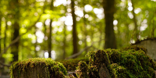 Forest tree stub moss with green bokeh