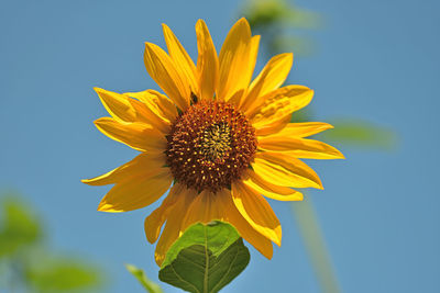 Close-up of yellow sunflower against sky