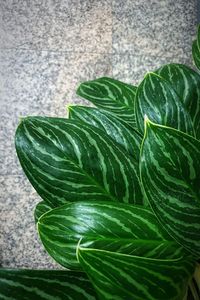 High angle view of green leaf