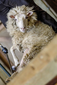 Close up view new zealand's sheep at the farm, rotorua, north island, new zealand