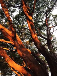 Low angle view of tree against sky