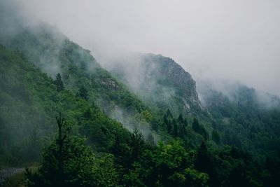 Scenic view of foggy forest