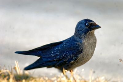 Close-up of a bird