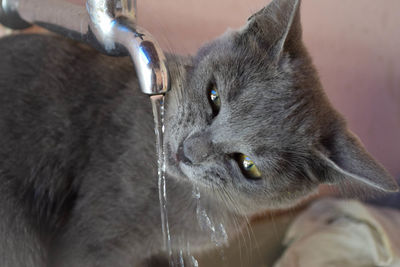 Close-up portrait of cat with hand