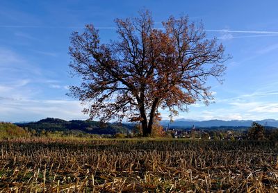 Tree on field against sky