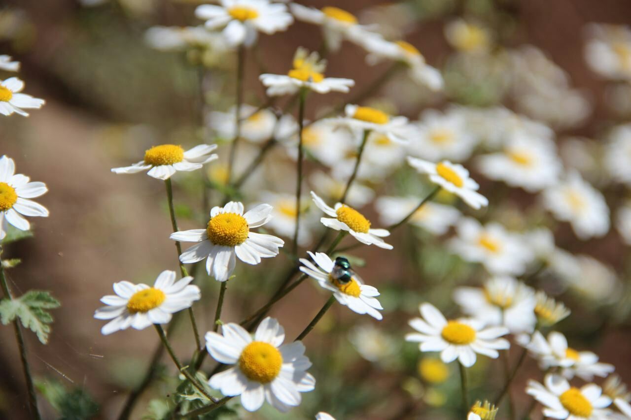 flower, petal, freshness, fragility, yellow, flower head, growth, white color, blooming, daisy, beauty in nature, focus on foreground, nature, plant, close-up, pollen, in bloom, field, high angle view, selective focus