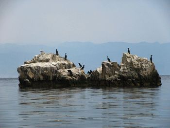 Cormorants perching on rock in sea against sky