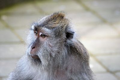 Portrait of monkey