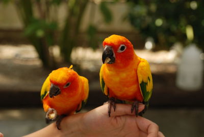 Close-up of hand holding parrot