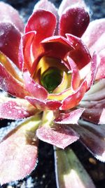 Close-up of pink flowers