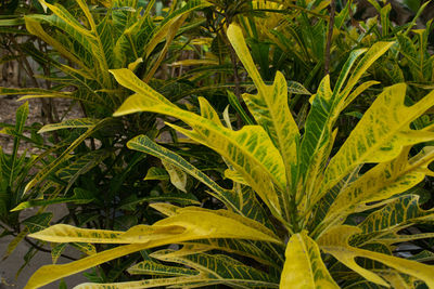 Close-up of fresh green plant