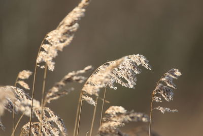 Close-up of wilted plant on field