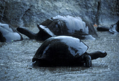 Close-up of tortoises during rain