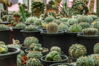 Close-up of cactus plants growing in greenhouse