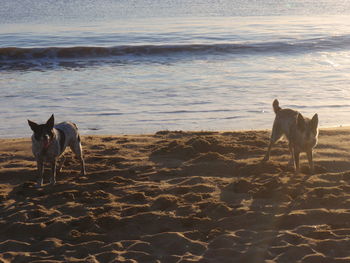 Close-up of goat on shore