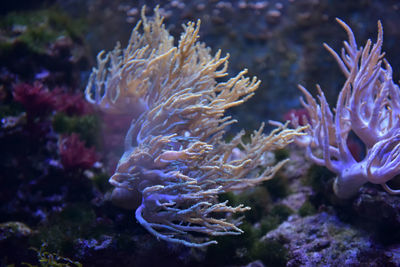 Close-up of coral in sea