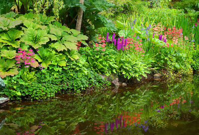 Flowers growing outdoors