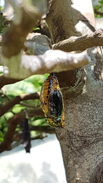 Close-up of lizard on tree trunk