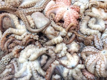Full frame shot of octopus at market for sale