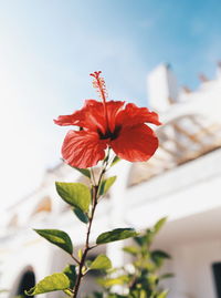 Close-up of red hibiscus flower