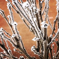 Close-up of frozen plant