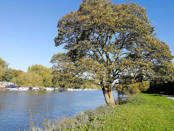 Tree by lake against clear sky