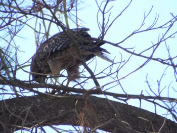 Low angle view of eagle perching on tree against sky