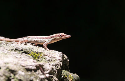 Close-up of lizard on rock against black background