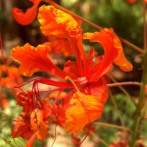 Close-up of orange day lily blooming outdoors