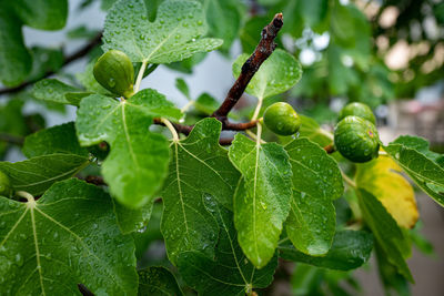 Close-up of fig on leaves