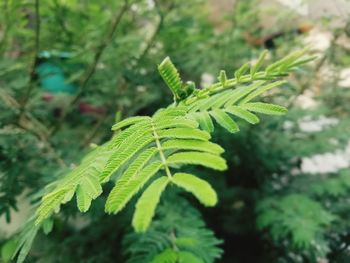 Close-up of fern leaves