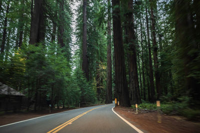 Road amidst trees in forest