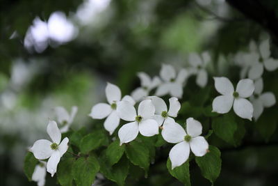 Close-up of white flowering plants