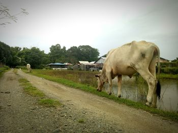 View of cows on road against sky