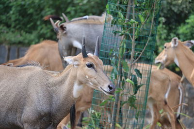 Close view of nilgai in nature.nilgai blue cow image and wallpaper.nilgai antelope