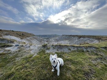 Westie view 