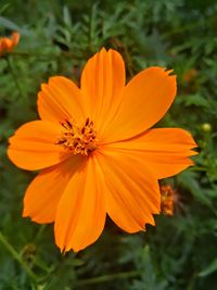 Close-up of orange cosmos flower