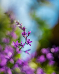 Close-up of pink flowers