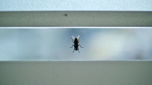 Close-up of fly on window