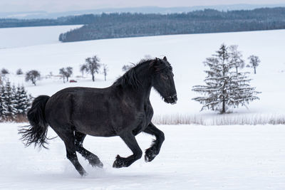 Friesian stallion running in winter field. black friesian horse runs gallop in winter.