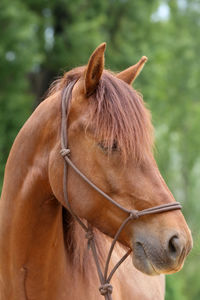 Close-up of a horse