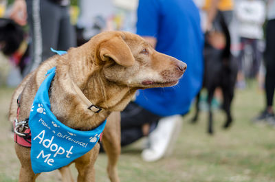 Close-up of dog