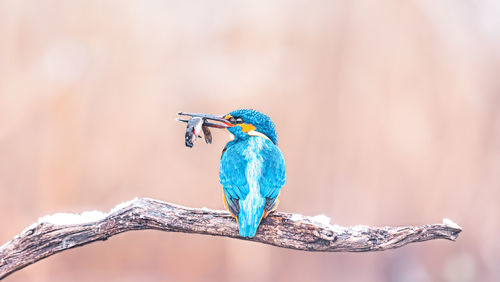 Close-up of bird perching on branch