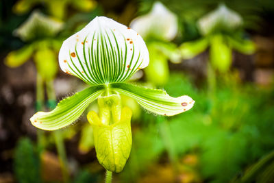 Close-up of flower growing on plant