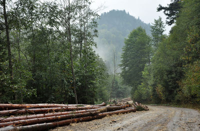 Pile of wood near forest road