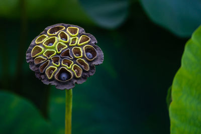 Close-up of lotus water lily