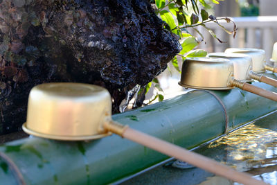 Close-up of potted plants in backyard