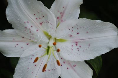 Macro shot of pink flower head