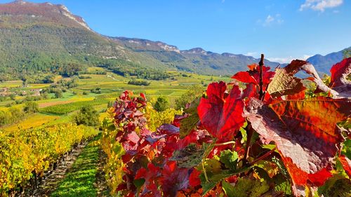 Scenic view of autumn leaves on field against sky